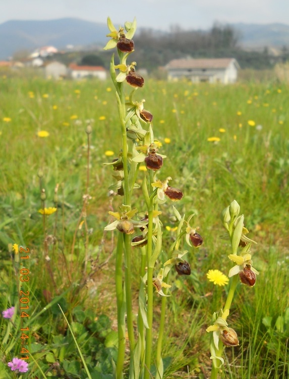 Orchidee ... in autostrada